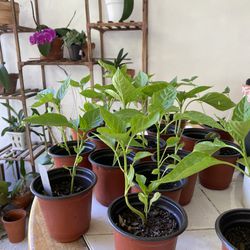 Bell Pepper Plants