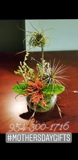Mothers day gifts plants and airplant arrangements