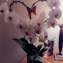 Orchid Plant