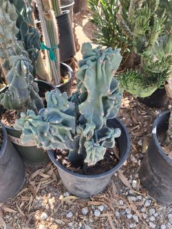 Monstruos cactus 🌵