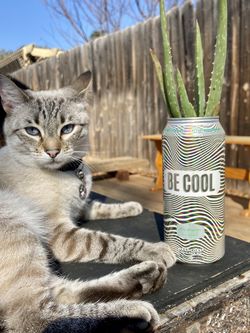 Organic Aloe Vera / Savila Plant in Decorative IPA Beer Can