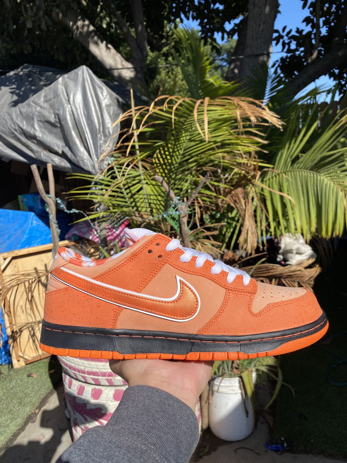 Nike SB Orange Lobster