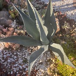 Agave