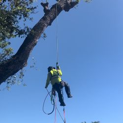 Stump Grinding/tree And Palms - Palmas Y Árboles 