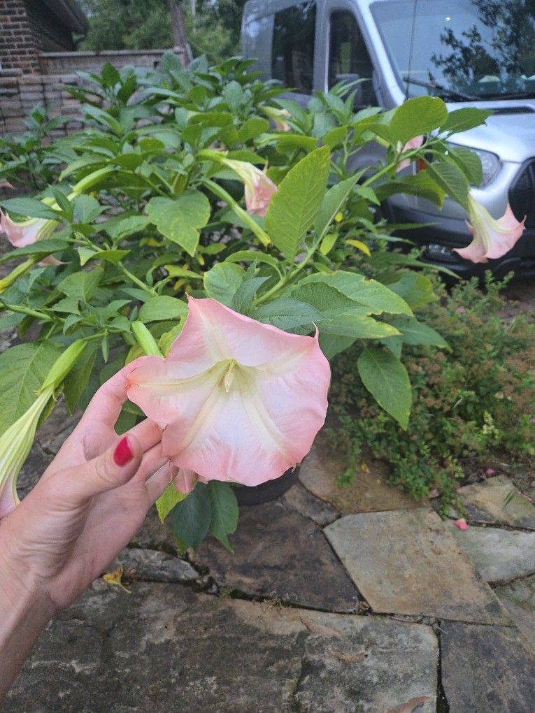 Pink ANGEL TRUMPET