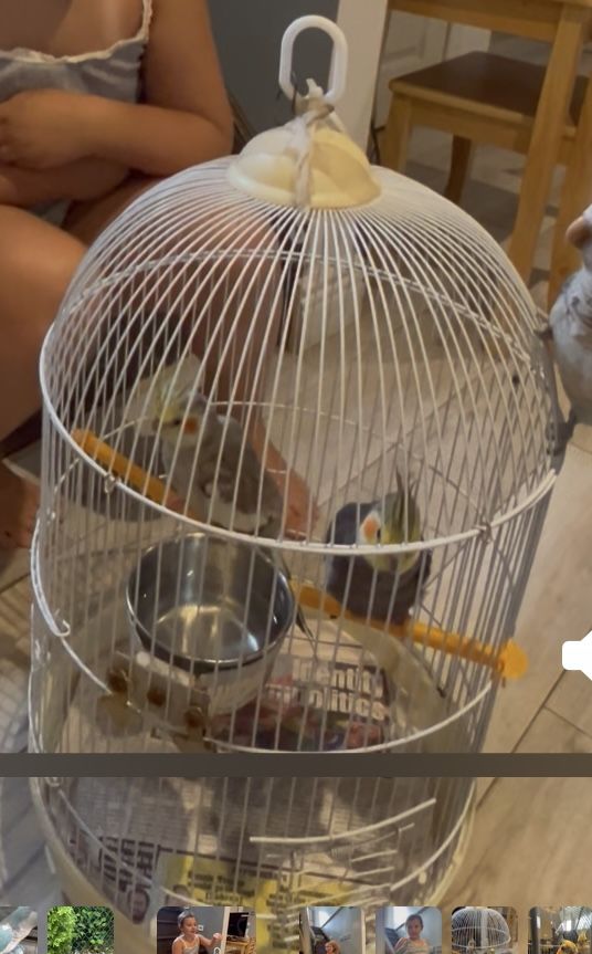 Bird Cage