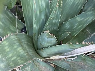 Aloe Plants 🌱