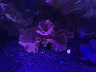 Fake Aquarium Decoration Purple with green polyp cabbage leather coral