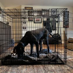 Huge Great Dane Large Dog Whatever You Wanna Do With It Crate. for Sale in Ridgefield WA OfferUp