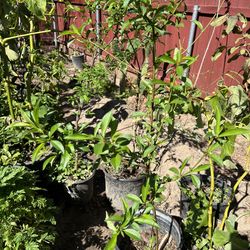 Durazno árbol 2-4ft mejor oferta best offer no se especie dntknow type of peach