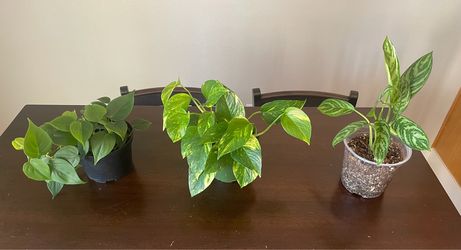 House plants