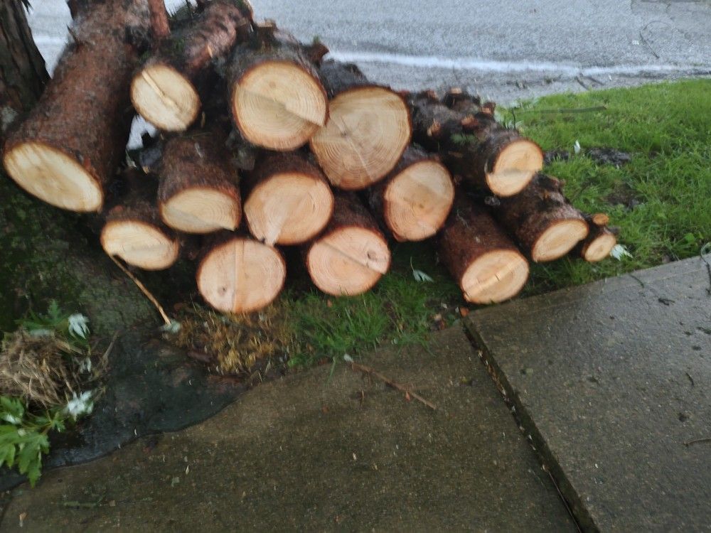 Free Cut Wood Ready To Burn