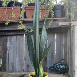 Indoor Mother-in-Law or Snake Plant