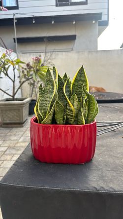 Snake plant