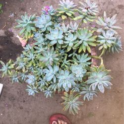 Succulents 
