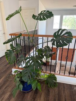 Large Monstera Deliciosa Live Plant
