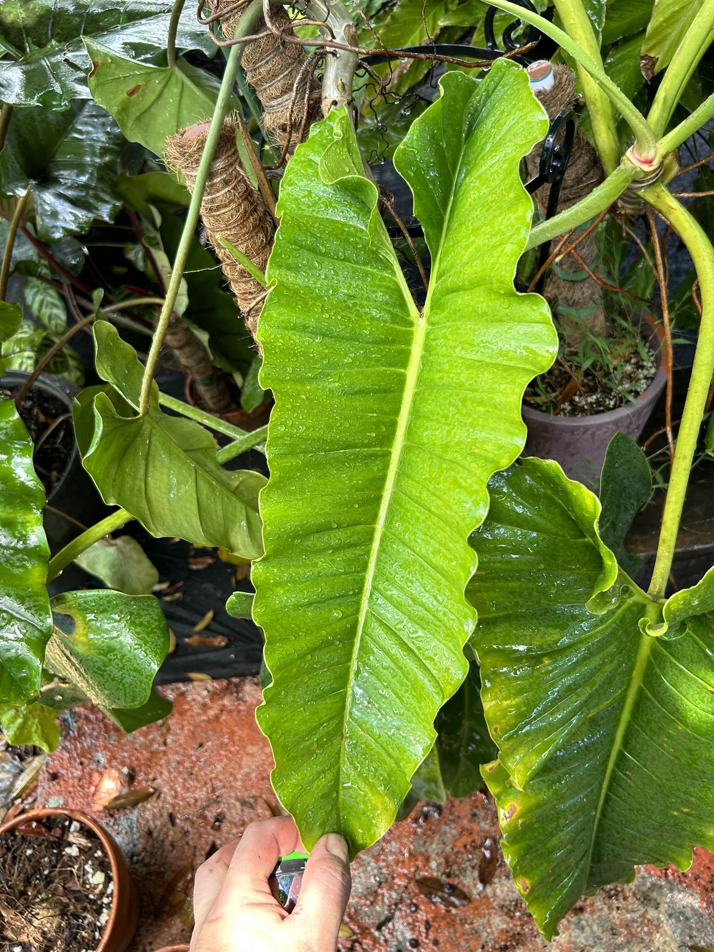 Philodendron Deflexum