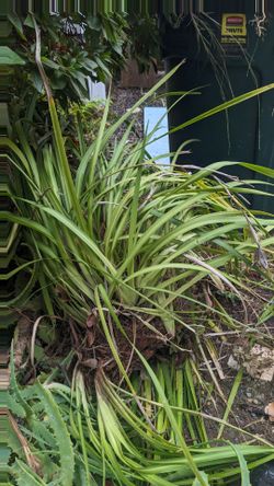 African Lilies Free Plant