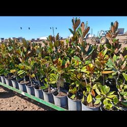Magnolias Tree 3gallones 3ft Tall 