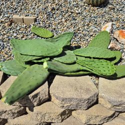 Freshly Cut Nopales Leaves - FREE!