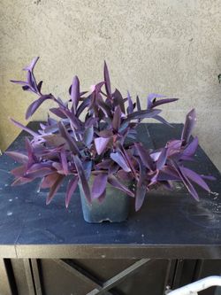 Purple 💜 Plant. Planta Morada 🟣