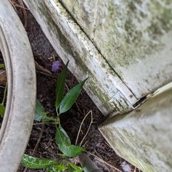 Small Juicy Mango 🥭 Plant 