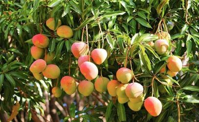 Mangoes 3 For 5$