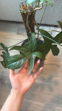 Philodendron Florida Ghost