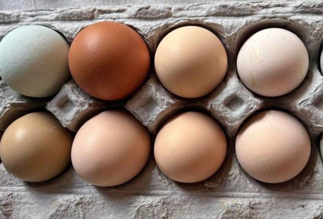 Organic Free Range eggs