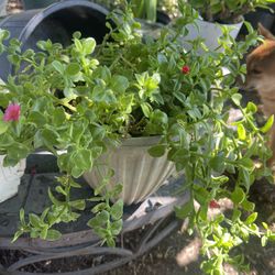 Plant For House 