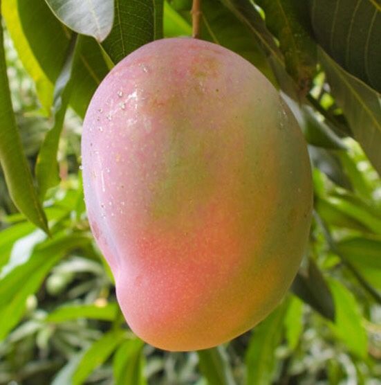 East Indian Mango Tree for Sale in Winter Haven, FL OfferUp