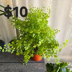 Maiden Hair Fern