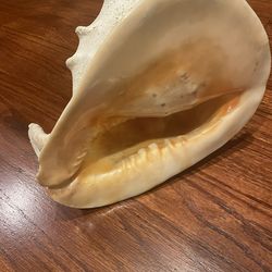 Hawaiian Conch Shell 🐚