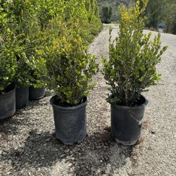 Variety of plants 5gl 