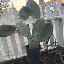 Planta de nopales