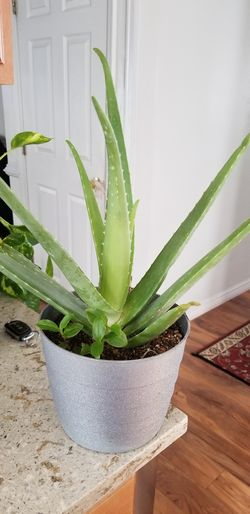 Aloe vera Healthy and best air purifying house plant in the new pot