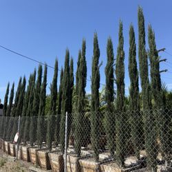 Italian Cypress 11’-12’