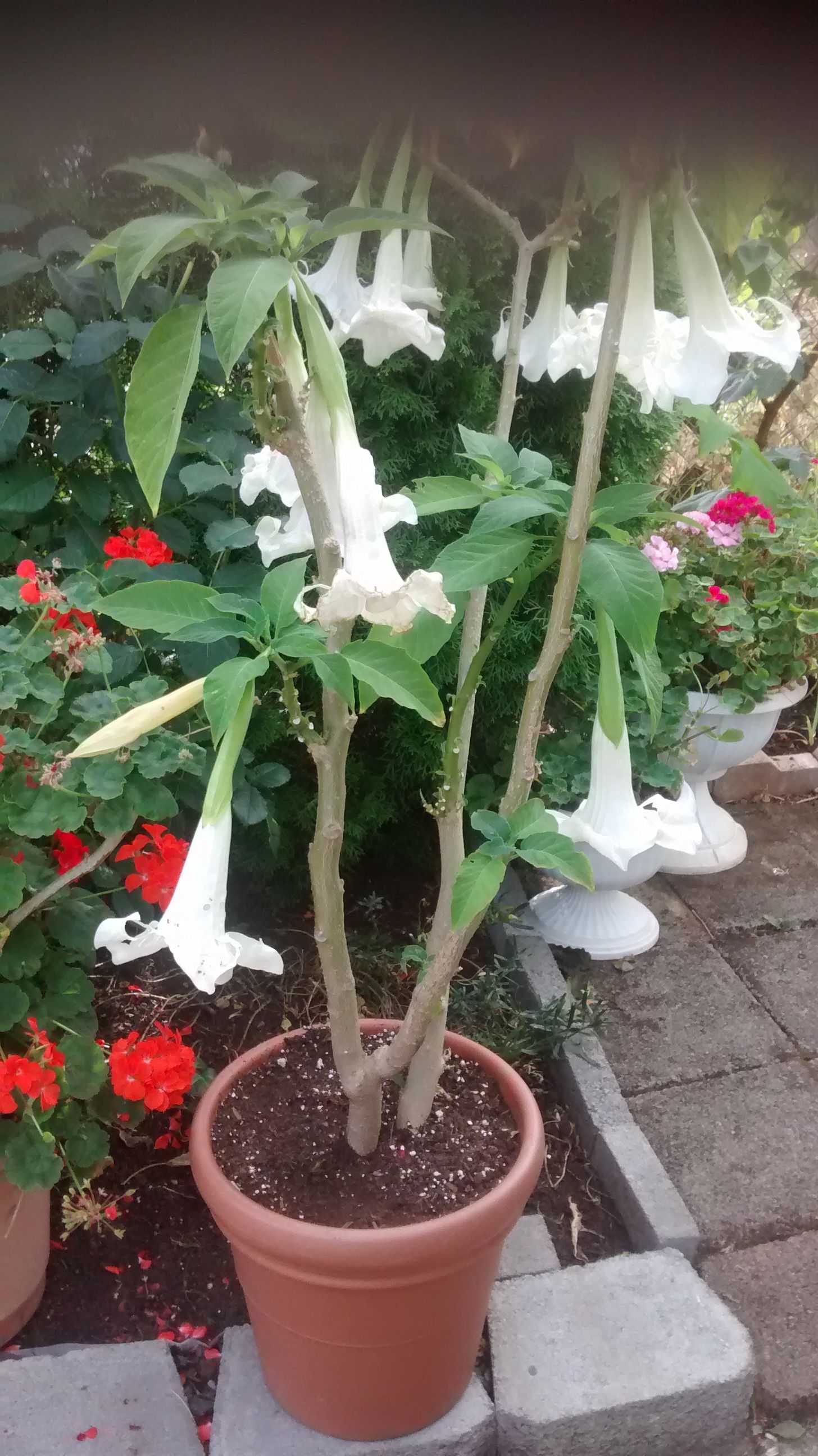 Hawaiian angel trumpet
