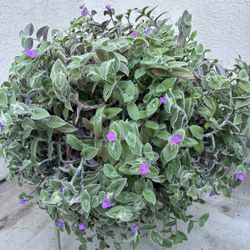 Plant And Ceramic Planters