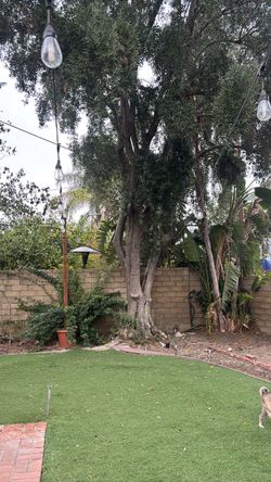 Olive tree
