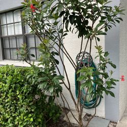 Jatropha Multistem Bush