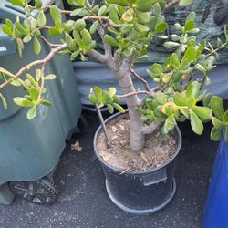 Jade Plant In A Large Pot Decorative 