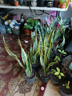 Snake plant