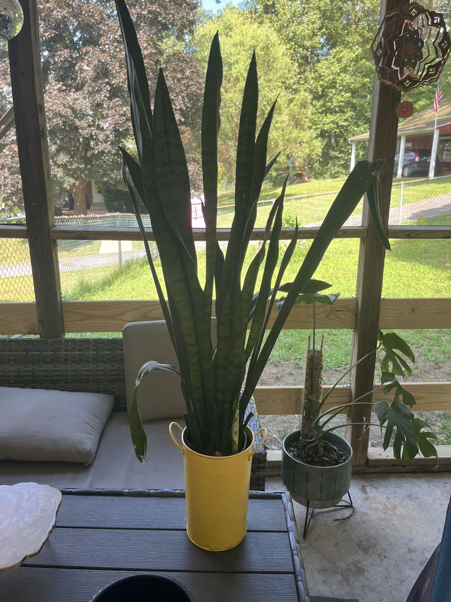 Snake Plant