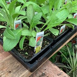 Artiso Plant Artichoke Plant