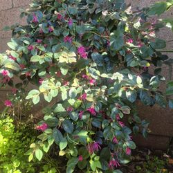 5 Gallon Fringe Flower