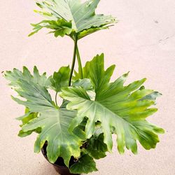 Philodendron 'Shangri-La' Split Leaf Plant for Sale in Mesa, AZ - OfferUp