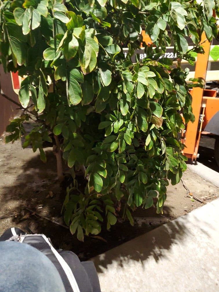 Tree For Sale