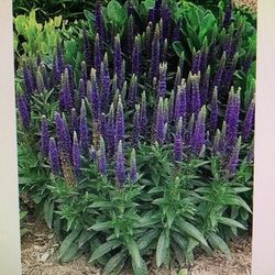 One Gallon Pot Of Purple Flowering Speedwell Perennial Plant.      Main Photo For Display 
