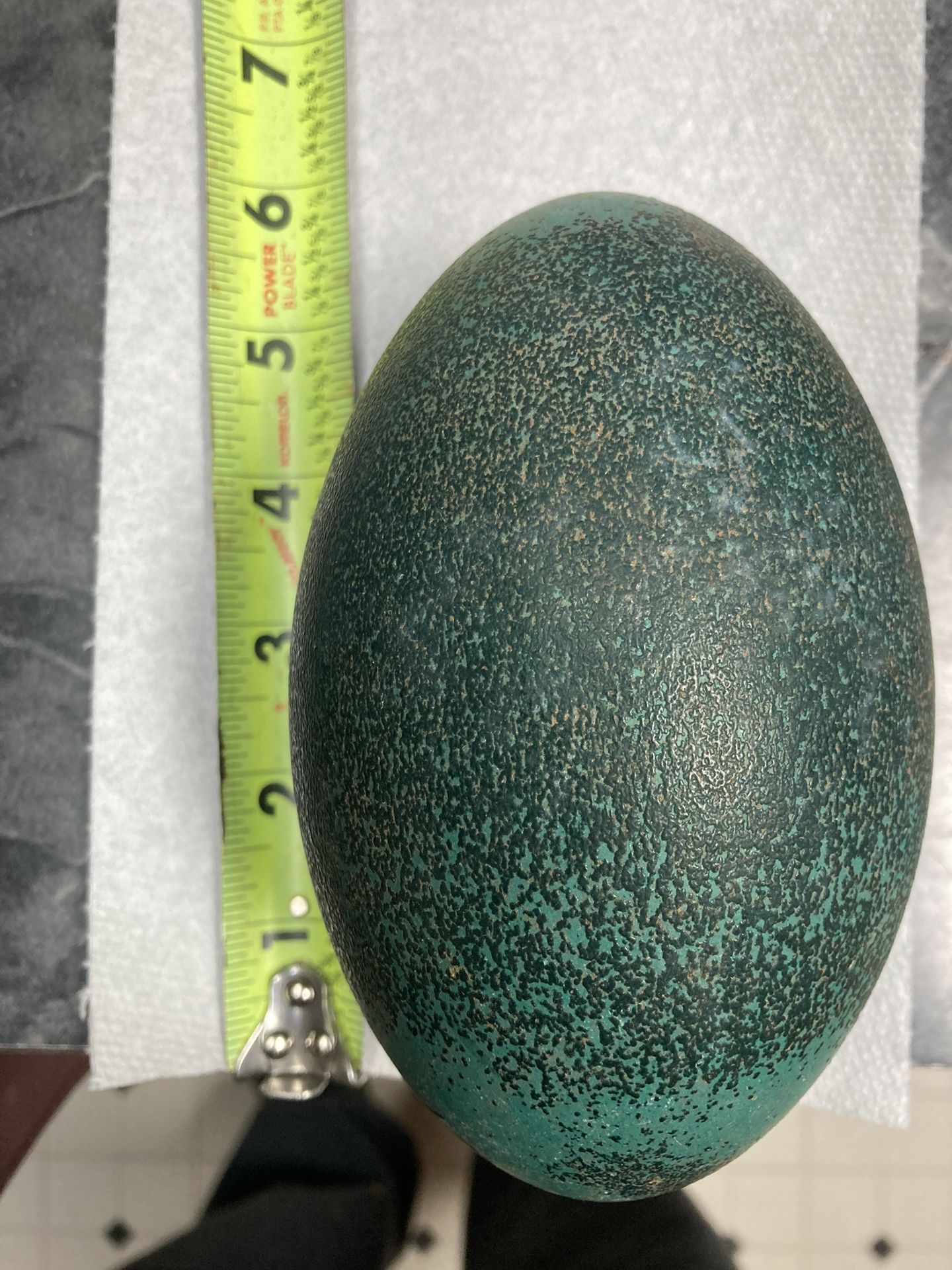 Empty Emu Eggs